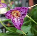 orchid