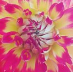pinkyellow