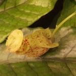 pitcher