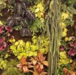 plants