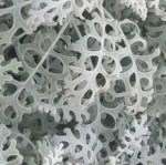 saltbush